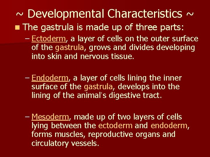 ~ Developmental Characteristics ~ n The gastrula is made up of three parts: –