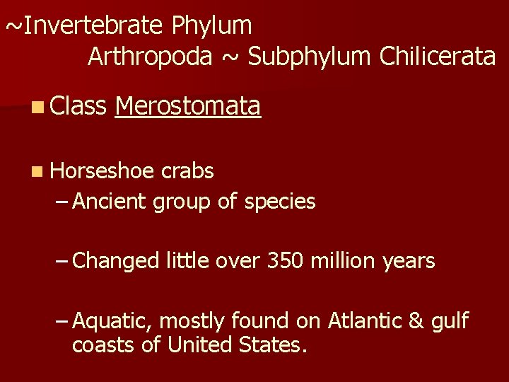 ~Invertebrate Phylum Arthropoda ~ Subphylum Chilicerata n Class Merostomata n Horseshoe crabs – Ancient