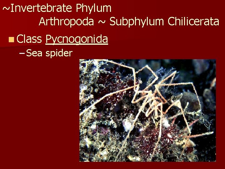 ~Invertebrate Phylum Arthropoda ~ Subphylum Chilicerata n Class Pycnogonida – Sea spider 