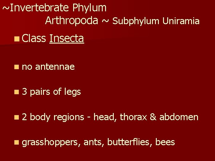 ~Invertebrate Phylum Arthropoda ~ Subphylum Uniramia n Class n no Insecta antennae n 3