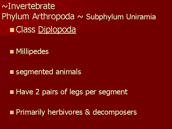 ~Invertebrate Phylum Arthropoda ~ Subphylum Uniramia n Class Diplopoda n Millipedes n segmented n