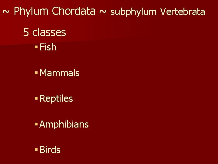 ~ Phylum Chordata ~ subphylum Vertebrata 5 classes § Fish § Mammals § Reptiles