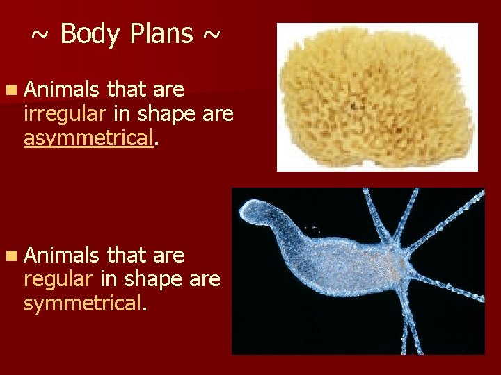 ~ Body Plans ~ n Animals that are irregular in shape are asymmetrical. n