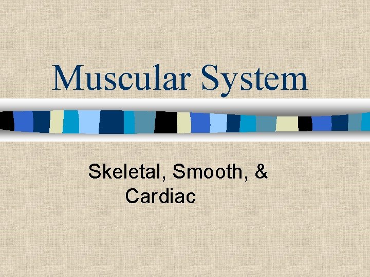 Muscular System Skeletal, Smooth, & Cardiac 