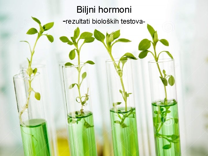 Biljni hormoni -rezultati bioloških testova- 