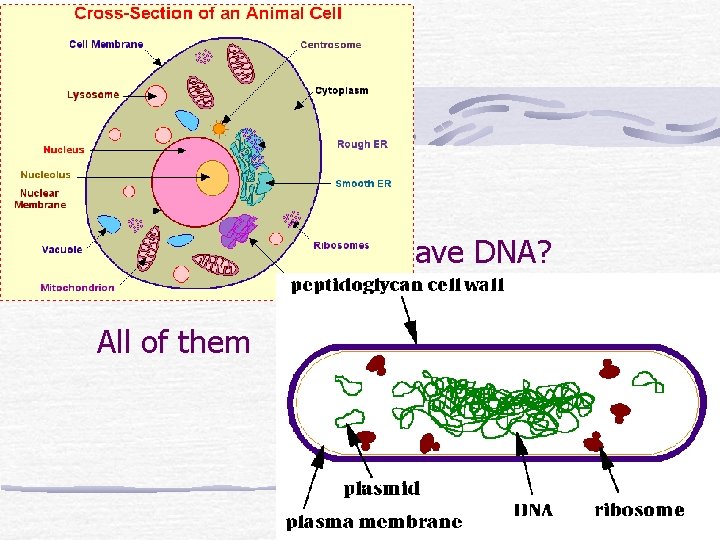 What kingdoms have DNA? All of them 