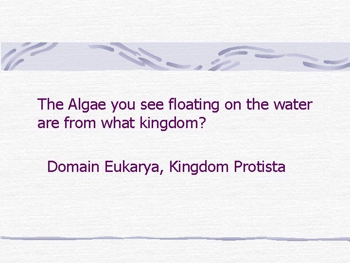 The Algae you see floating on the water are from what kingdom? Domain Eukarya,