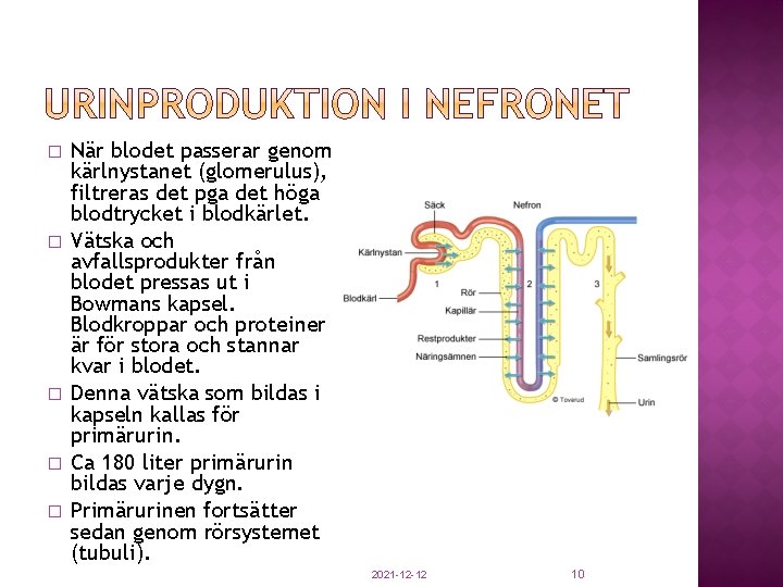 � � � När blodet passerar genom kärlnystanet (glomerulus), filtreras det pga det höga