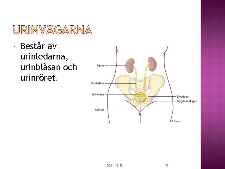  Består av urinledarna, urinblåsan och urinröret. 2021 -12 -12 18 