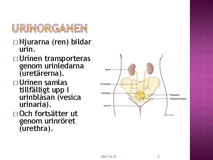 � Njurarna (ren) bildar urin. � Urinen transporteras genom urinledarna (uretärerna). � Urinen samlas