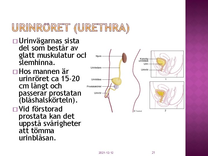 � Urinvägarnas sista del som består av glatt muskulatur och slemhinna. � Hos mannen