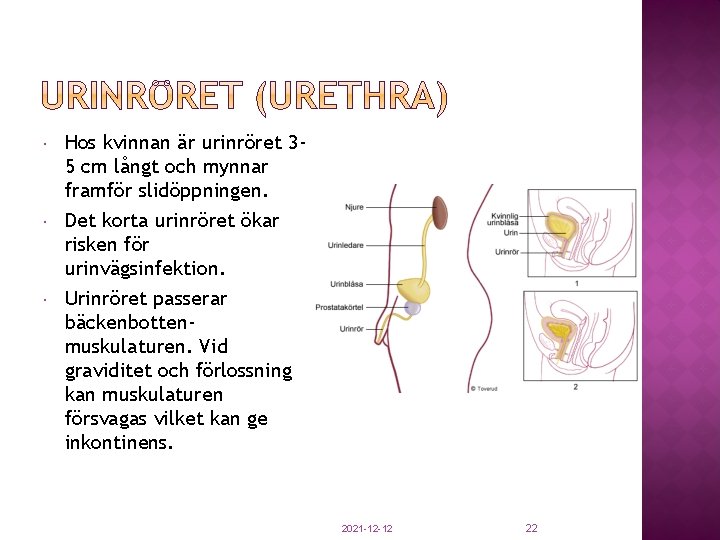  Hos kvinnan är urinröret 35 cm långt och mynnar framför slidöppningen. Det korta