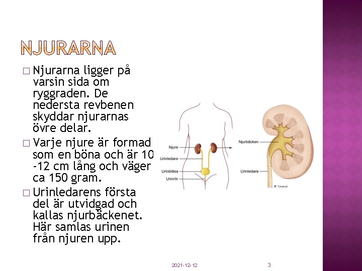 � Njurarna ligger på varsin sida om ryggraden. De nedersta revbenen skyddar njurarnas övre