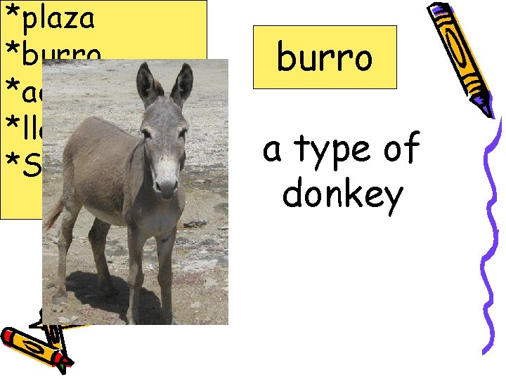 *plaza *burro *adobe *llama *Salsa burro a type of donkey 