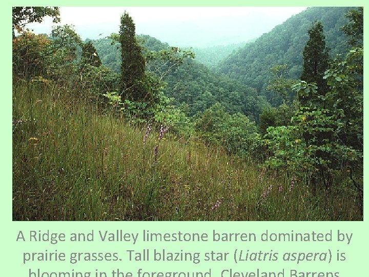 A Ridge and Valley limestone barren dominated by prairie grasses. Tall blazing star (Liatris