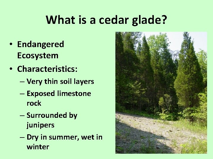 What is a cedar glade? • Endangered Ecosystem • Characteristics: – Very thin soil