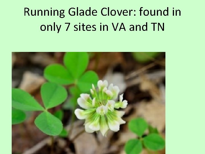 Running Glade Clover: found in only 7 sites in VA and TN 