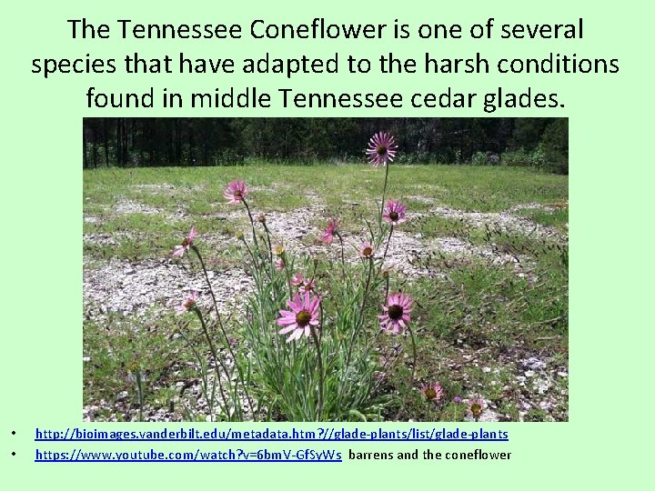 The Tennessee Coneflower is one of several species that have adapted to the harsh