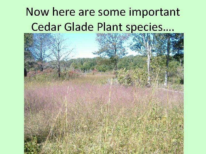 Now here are some important Cedar Glade Plant species…. 