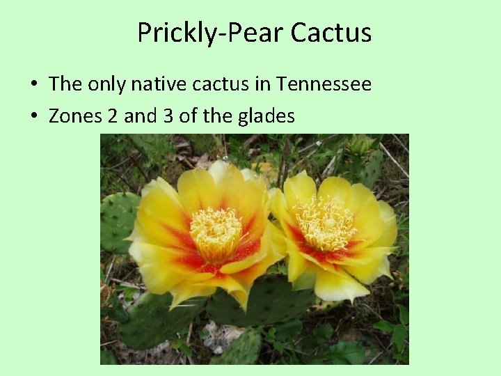 Prickly-Pear Cactus • The only native cactus in Tennessee • Zones 2 and 3
