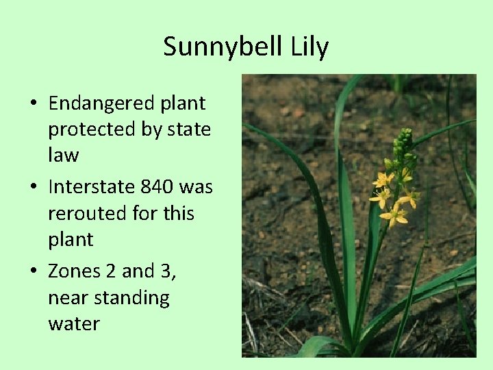 Sunnybell Lily • Endangered plant protected by state law • Interstate 840 was rerouted