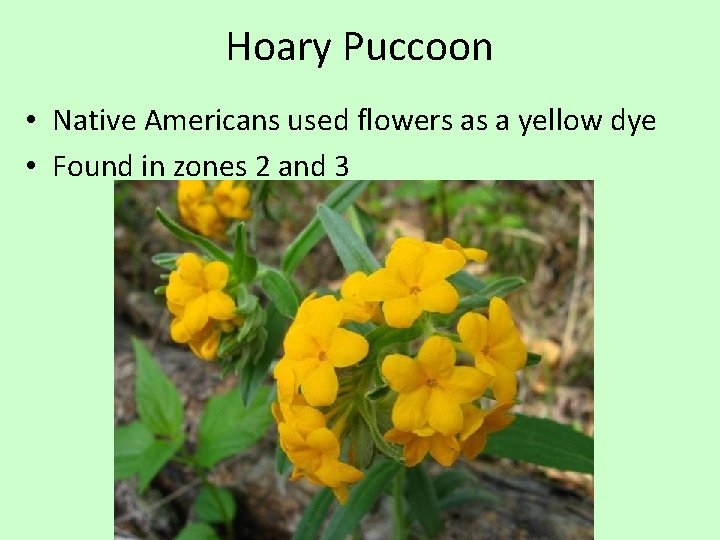 Hoary Puccoon • Native Americans used flowers as a yellow dye • Found in