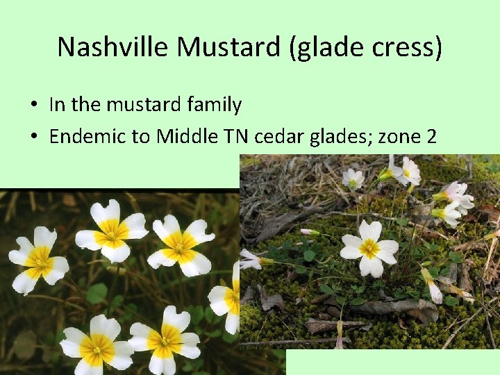 Nashville Mustard (glade cress) • In the mustard family • Endemic to Middle TN