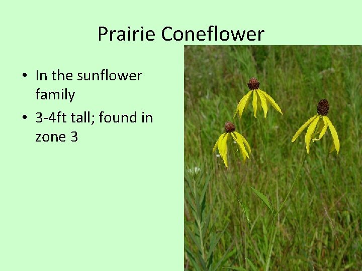 Prairie Coneflower • In the sunflower family • 3 -4 ft tall; found in