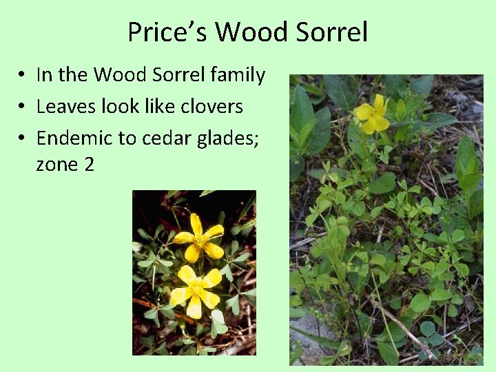 Price’s Wood Sorrel • In the Wood Sorrel family • Leaves look like clovers