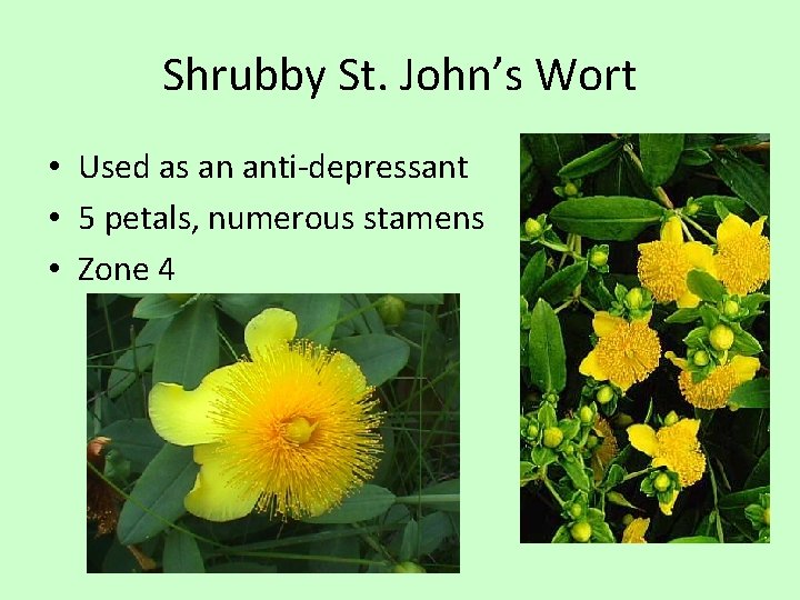 Shrubby St. John’s Wort • Used as an anti-depressant • 5 petals, numerous stamens