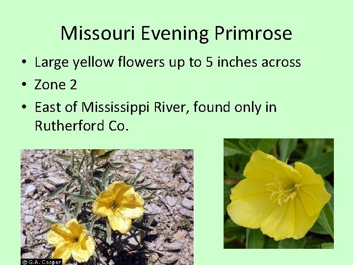 Missouri Evening Primrose • Large yellow flowers up to 5 inches across • Zone