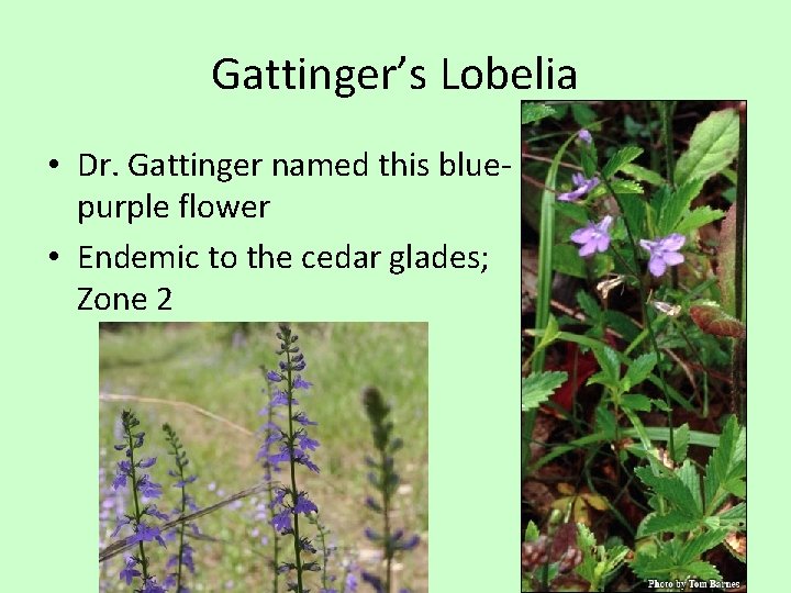 Gattinger’s Lobelia • Dr. Gattinger named this bluepurple flower • Endemic to the cedar