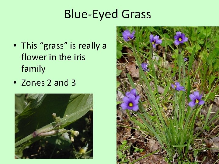 Blue-Eyed Grass • This “grass” is really a flower in the iris family •