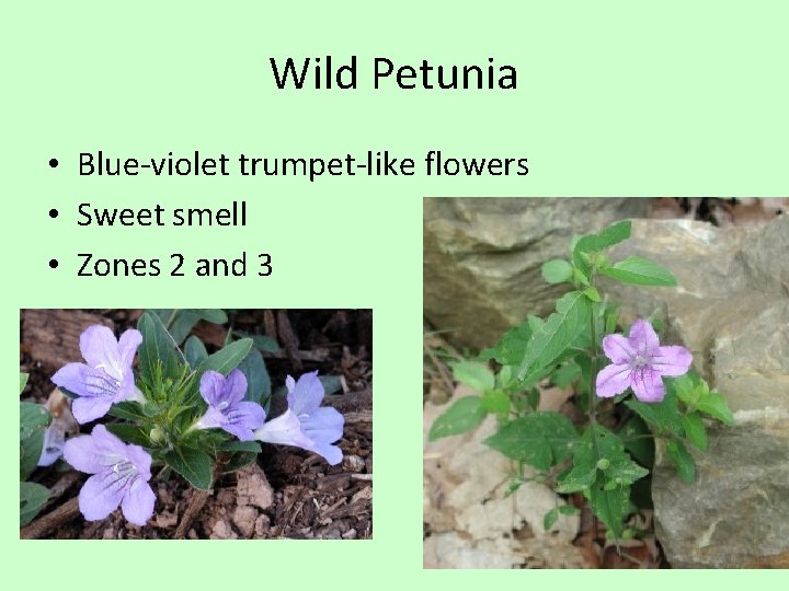 Wild Petunia • Blue-violet trumpet-like flowers • Sweet smell • Zones 2 and 3