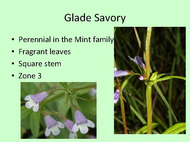 Glade Savory • • Perennial in the Mint family Fragrant leaves Square stem Zone