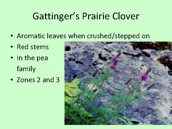 Gattinger’s Prairie Clover • Aromatic leaves when crushed/stepped on • Red stems • In
