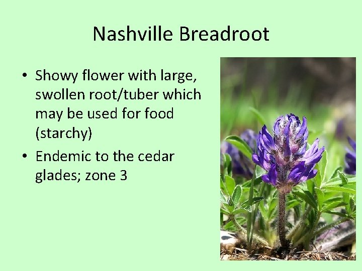 Nashville Breadroot • Showy flower with large, swollen root/tuber which may be used for