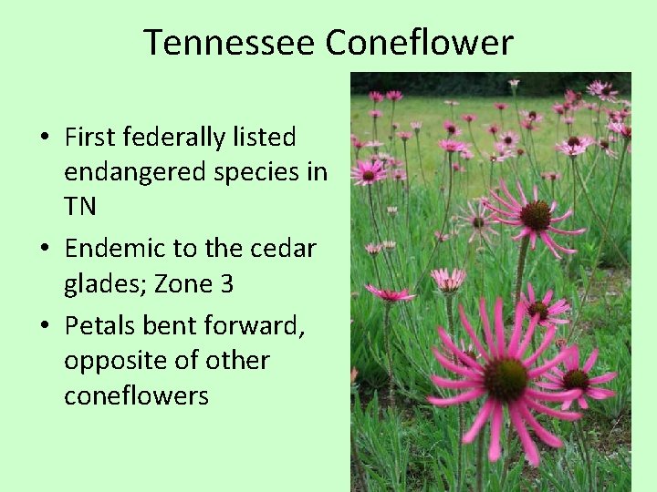 Tennessee Coneflower • First federally listed endangered species in TN • Endemic to the