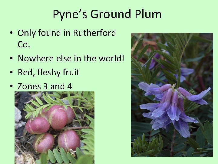 Pyne’s Ground Plum • Only found in Rutherford Co. • Nowhere else in the