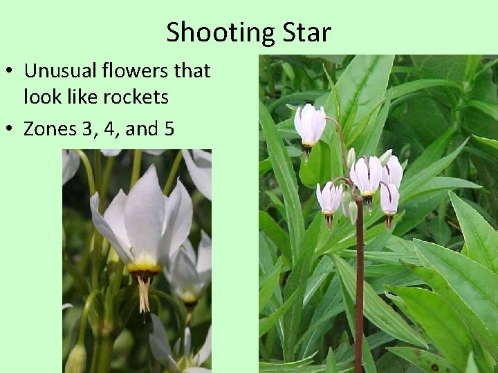 Shooting Star • Unusual flowers that look like rockets • Zones 3, 4, and