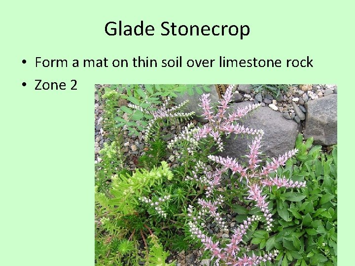 Glade Stonecrop • Form a mat on thin soil over limestone rock • Zone