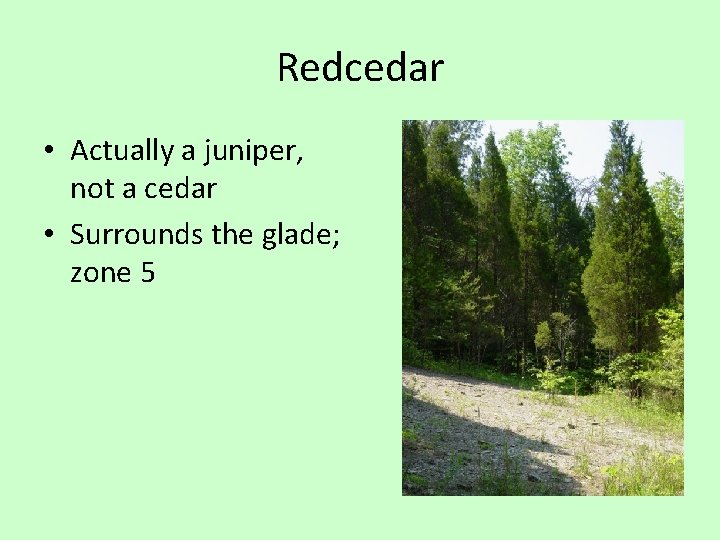 Redcedar • Actually a juniper, not a cedar • Surrounds the glade; zone 5