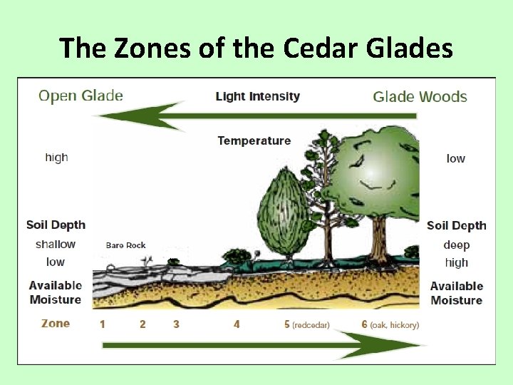 The Zones of the Cedar Glades 