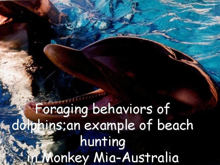 Foraging behaviors of dolphins; an example of beach hunting in Monkey Mia-Australia 