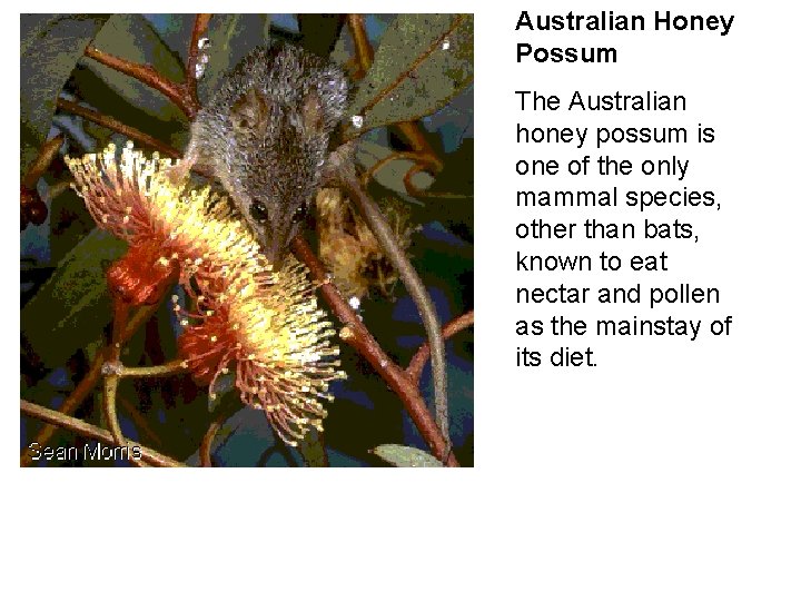 Australian Honey Possum The Australian honey possum is one of the only mammal species, Australian Honey Possum The Australian honey possum is one of the only mammal species,