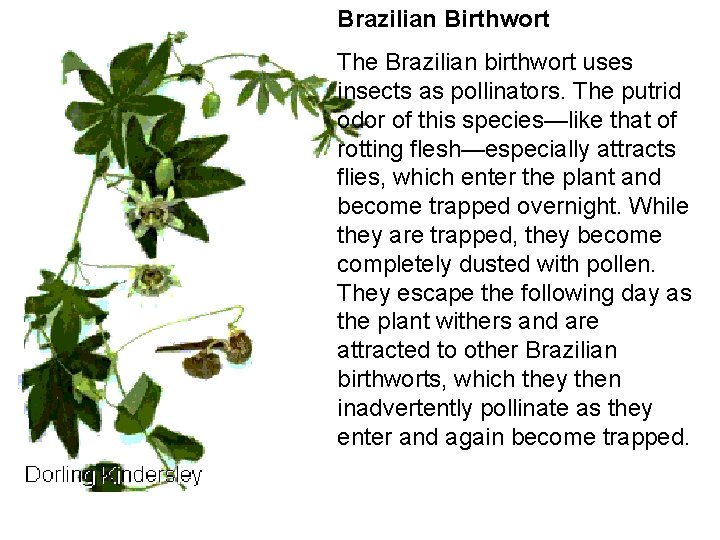 Brazilian Birthwort The Brazilian birthwort uses insects as pollinators. The putrid odor of this Brazilian Birthwort The Brazilian birthwort uses insects as pollinators. The putrid odor of this