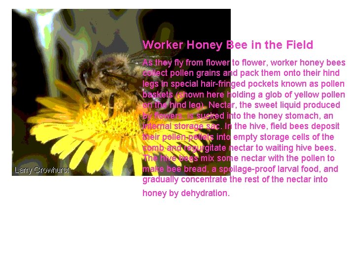 Worker Honey Bee in the Field As they fly from flower to flower, worker Worker Honey Bee in the Field As they fly from flower to flower, worker