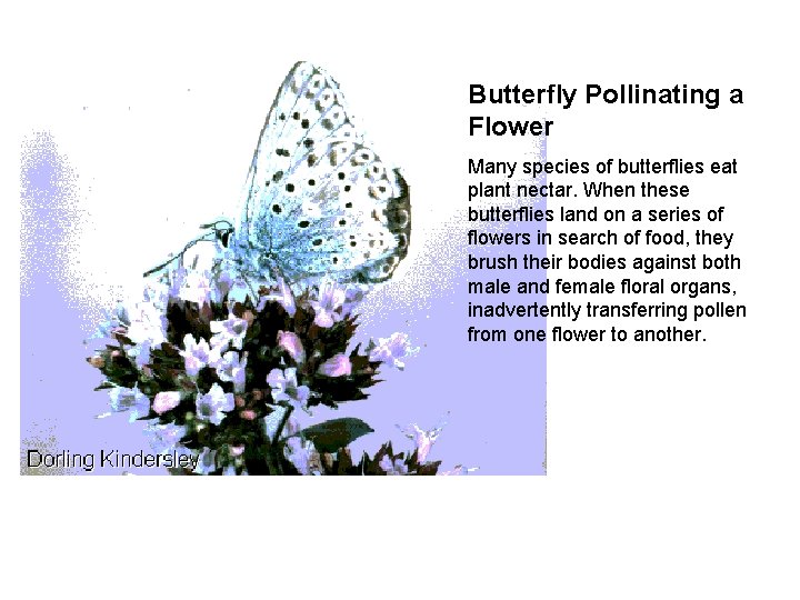 Butterfly Pollinating a Flower Many species of butterflies eat plant nectar. When these butterflies Butterfly Pollinating a Flower Many species of butterflies eat plant nectar. When these butterflies