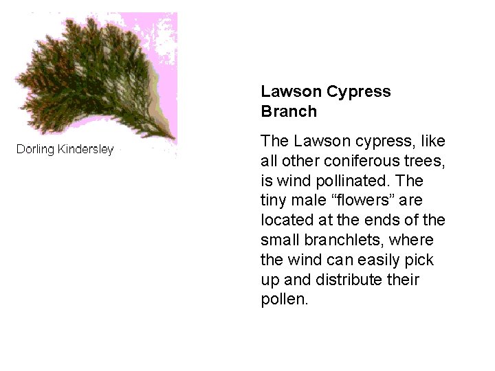 Lawson Cypress Branch The Lawson cypress, like all other coniferous trees, is wind pollinated. Lawson Cypress Branch The Lawson cypress, like all other coniferous trees, is wind pollinated.
