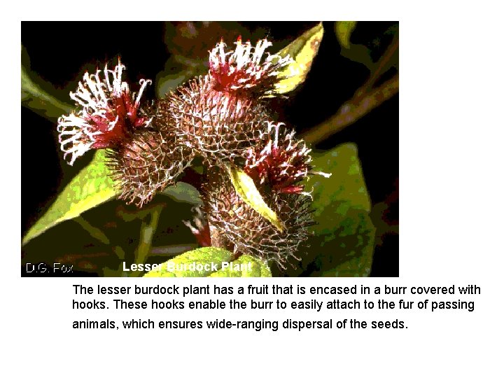 Lesser Burdock Plant The lesser burdock plant has a fruit that is encased in Lesser Burdock Plant The lesser burdock plant has a fruit that is encased in